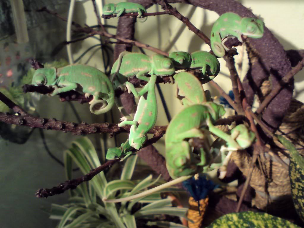 E Midlands - Baby Yemen Vieled Chameleons for Sale | Reptile Forums