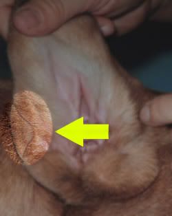 Dog Ear Structure