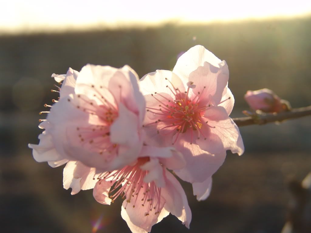 spring flower 2