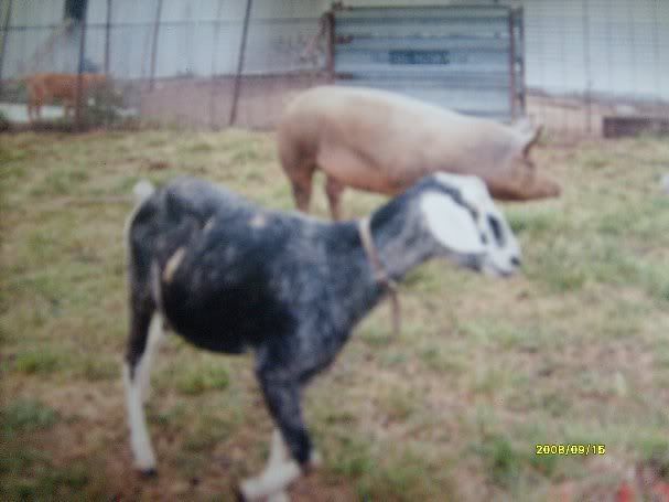 Pigs and Goats as companions? - Goats