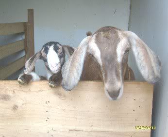 Goofy Goat Picture - Goats