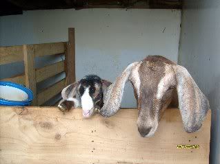 Goofy Goat Picture - Goats