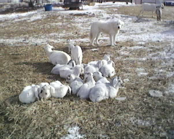 Winter Kidding - Goats