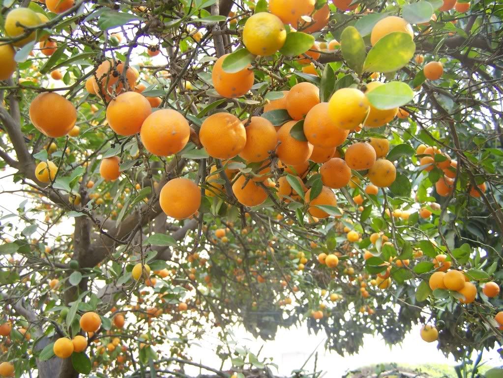 orange tree orchard