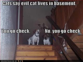 Basement cat photo:  funny-dog-pictures-cat-basement.jpg