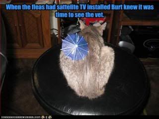funny-pictures-fleas-install-sattel.jpg