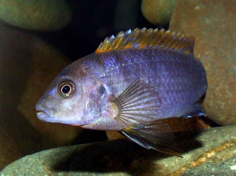 IMAGE: http://i152.photobucket.com/albums/s185/NadsF/Hongi/2007_10040015_1.jpg