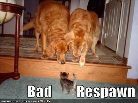 funny-pictures-1-cat-2-dogs.jpg