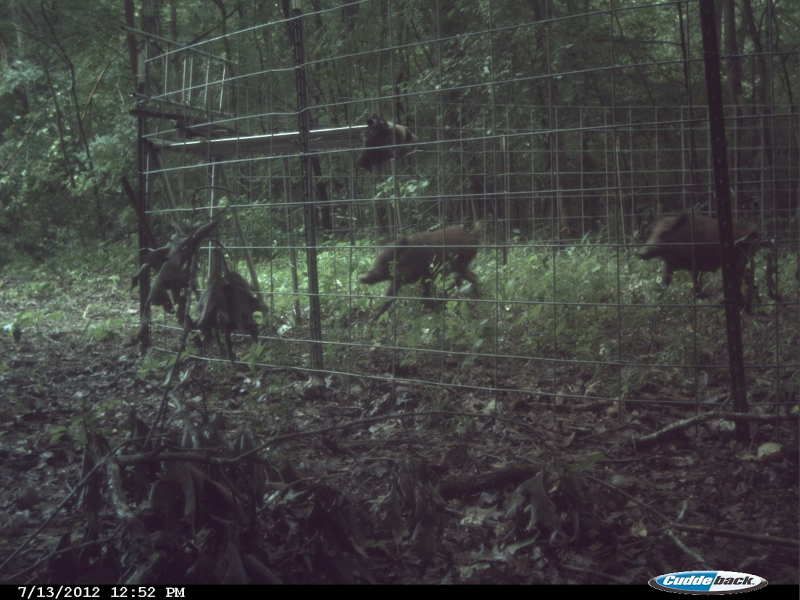 Hog Trapping Part Duce Pic Heavy Page 2