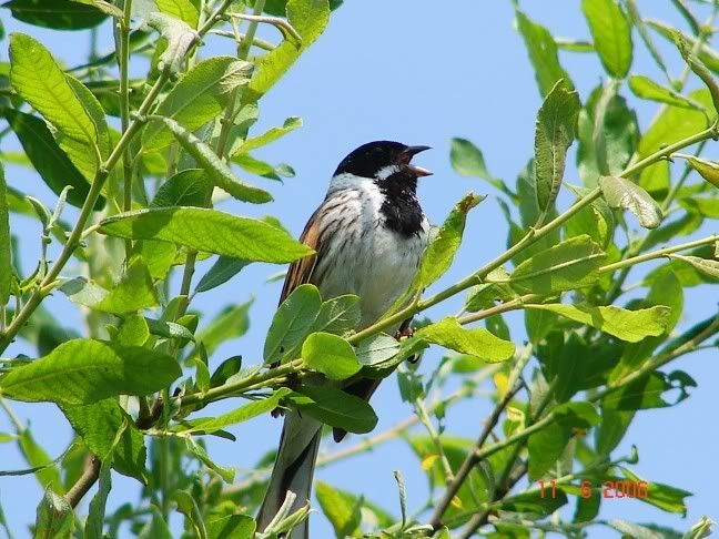 Reedbunting648x486.jpg