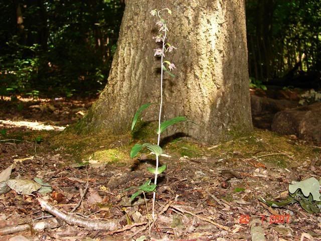 helleborine1Small.jpg