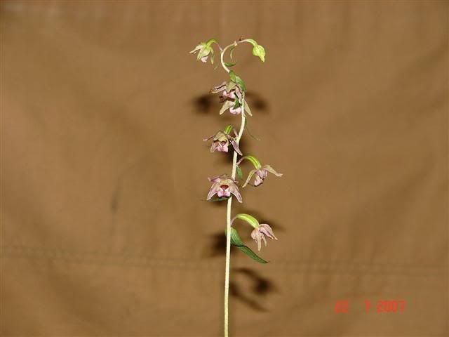 helleborine2Small.jpg