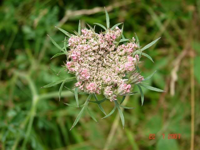 wildcarrotunopenedflowerheadSmall.jpg