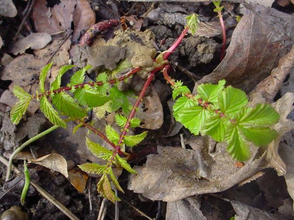 youngmeadowsweet.jpg