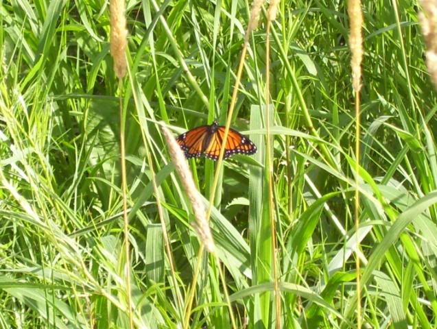 http://i152.photobucket.com/albums/s191/JohnT_011/100_2761.jpg