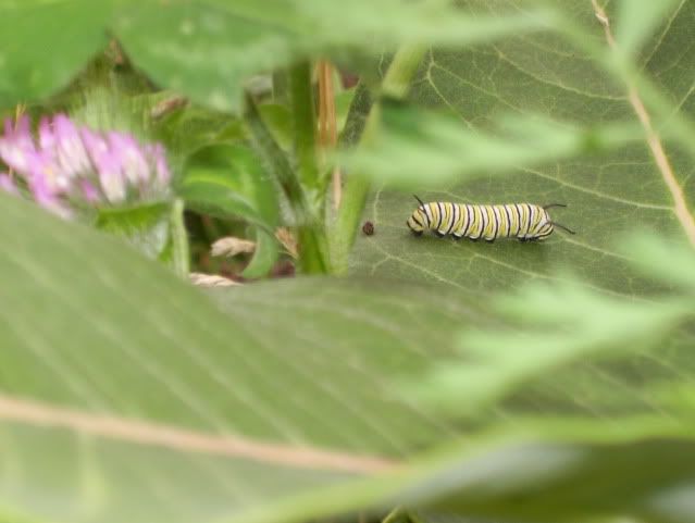 http://i152.photobucket.com/albums/s191/JohnT_011/100_2775.jpg