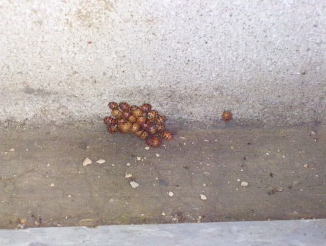 http://i152.photobucket.com/albums/s191/JohnT_011/100_3456.jpg