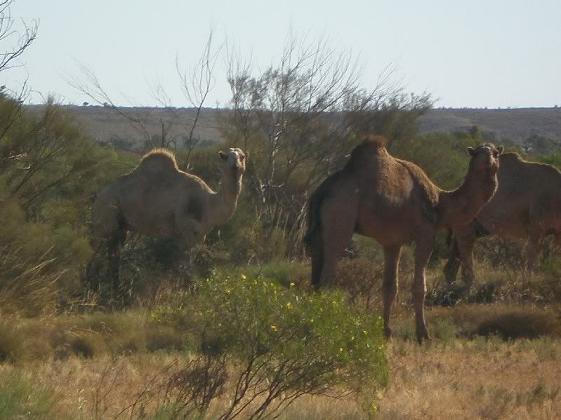 WildCamels.jpg