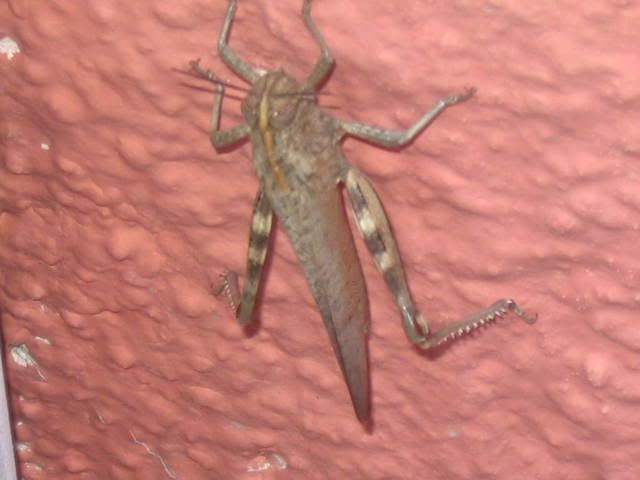 big cricket condition