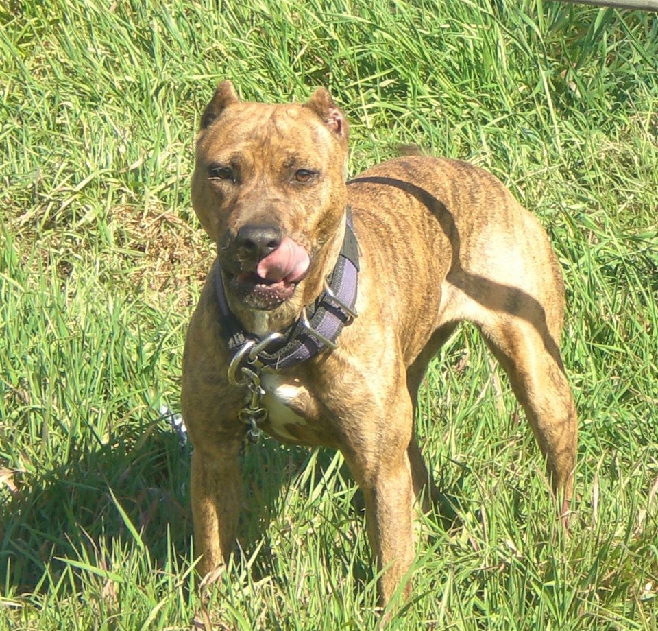 Cropping Ears at 5 months? Go Pitbull Forums