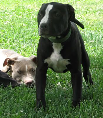 Black Nose Pit