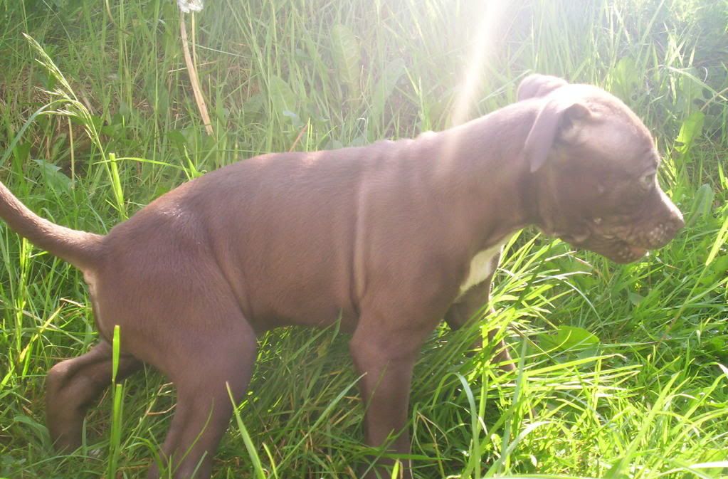 pups002.jpg