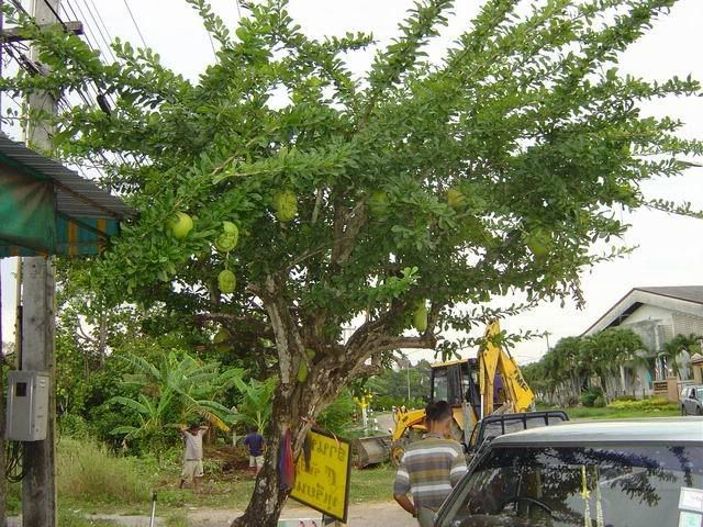 Pokok Pelik