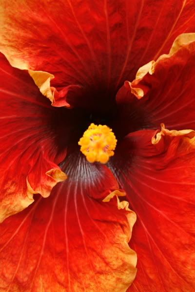 Hibiscus