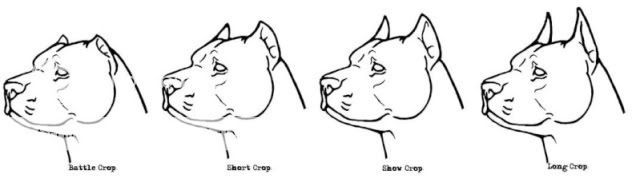 Cropping Ears at 5 months? - Pitbulls : Go Pitbull Dog Forums