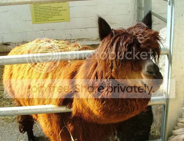 Alpacahairdooo.jpg