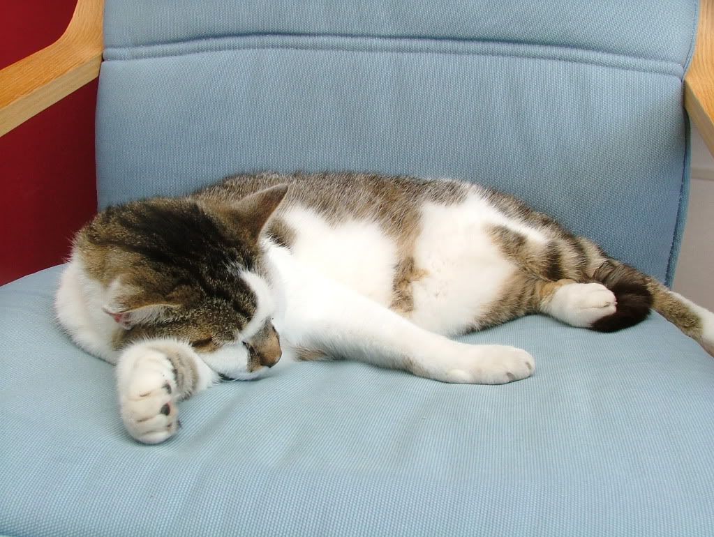 Cat.jpg