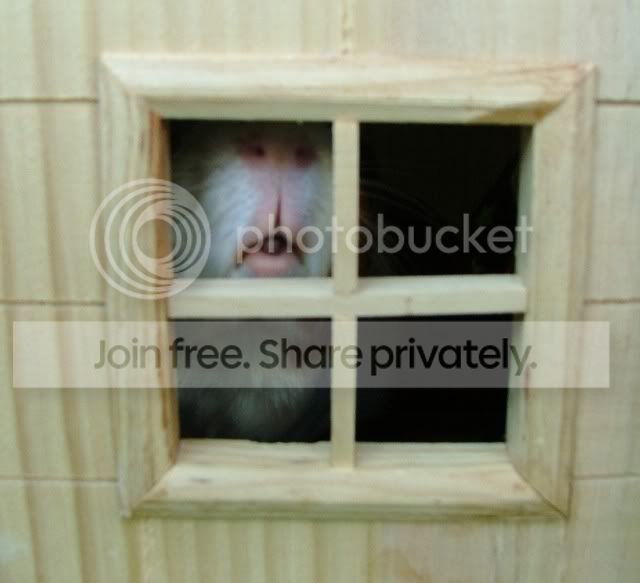 Piggielips.jpg
