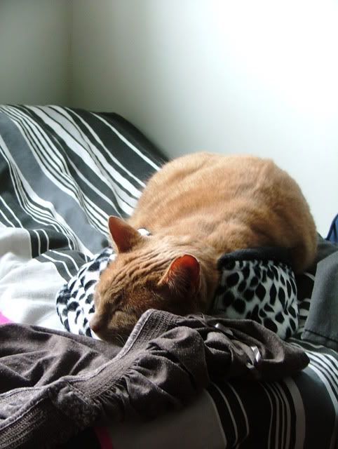 CosyCat.jpg