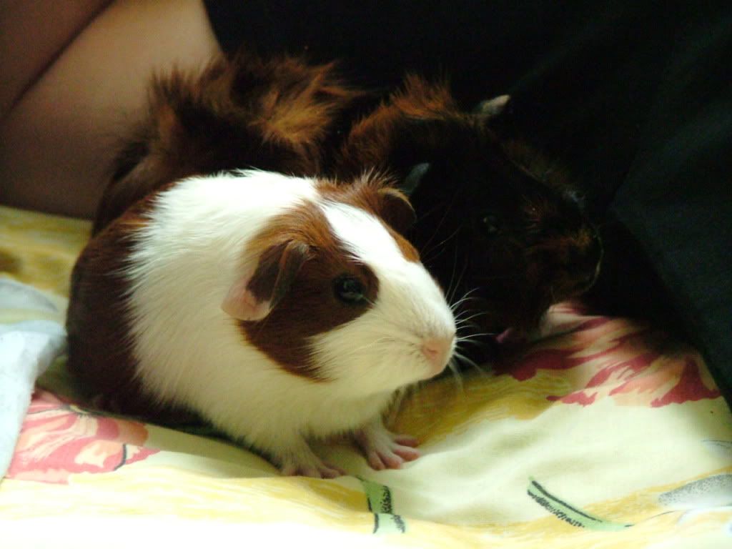 DSCF4784.jpg