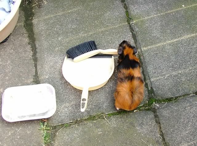 Helpingtoclean.jpg