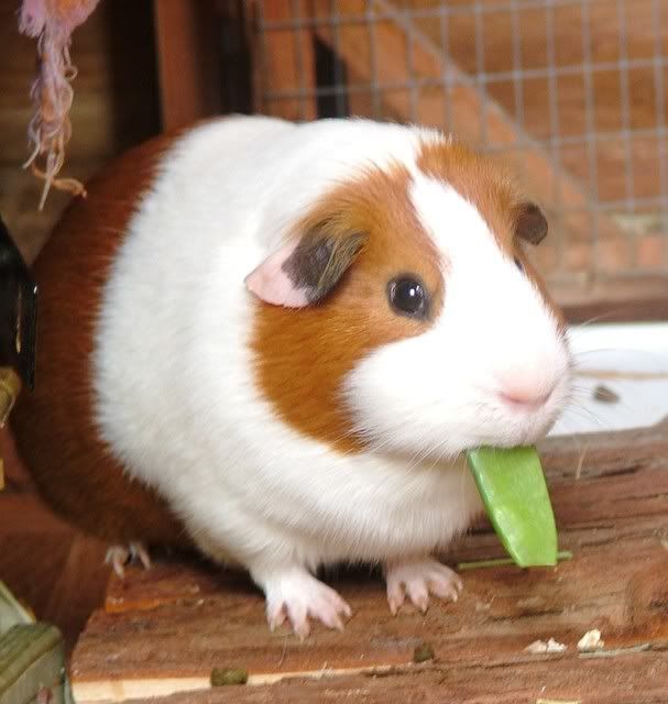 Ijustlikemysalad.jpg