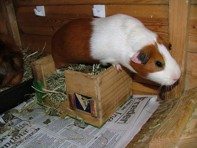 SniffSniff.jpg