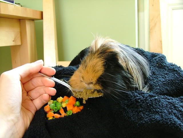 Percy-Rooverytasty.jpg