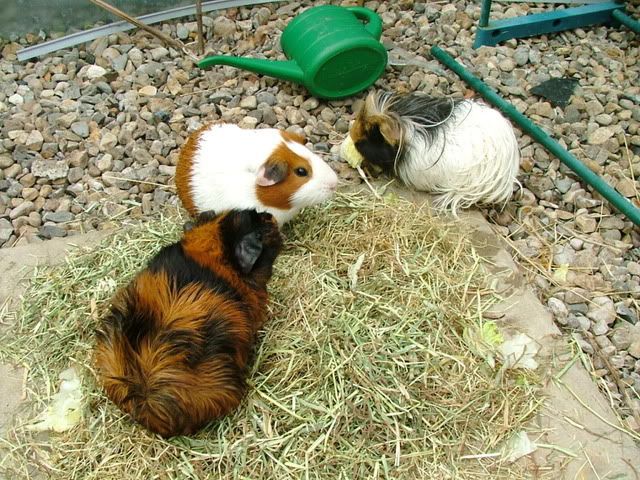 threeboars.jpg