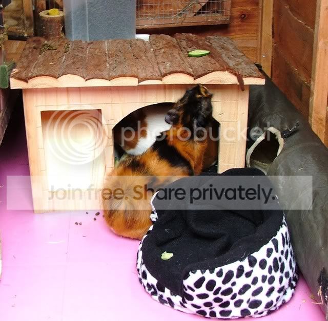 cucumber.jpg