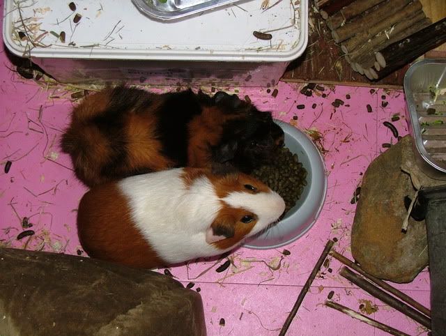 cuddlemunching2.jpg