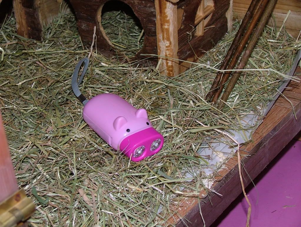 mynewpiggie.jpg