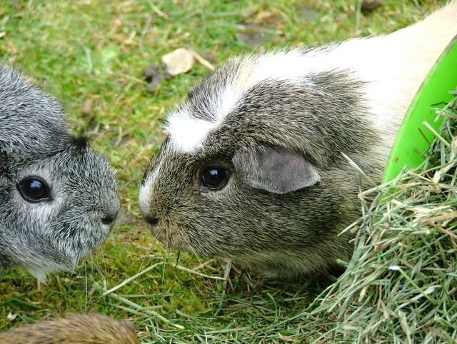 PiggieKisses.jpg