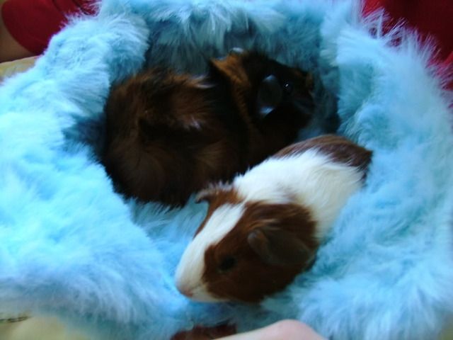 Piggiesinbed.jpg