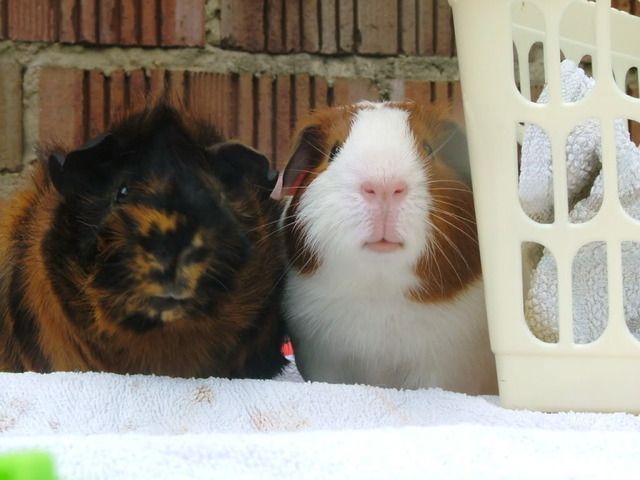 Pigsmileys.jpg