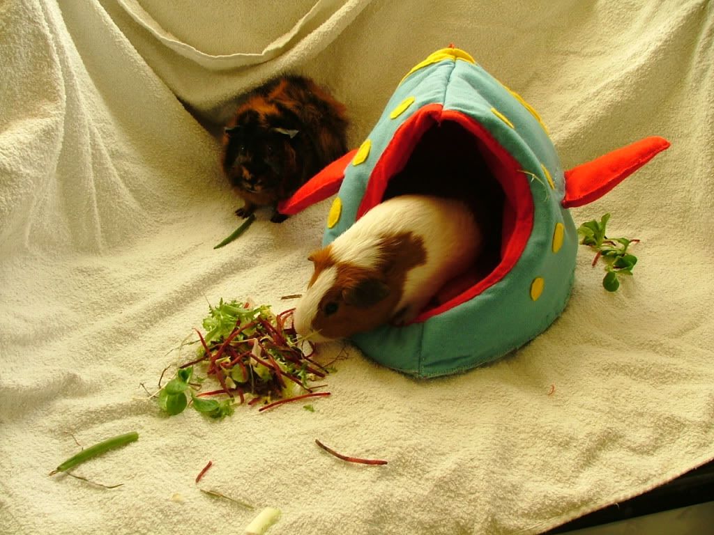 foodin.jpg