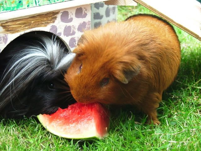 Georgemunchinghismelon.jpg