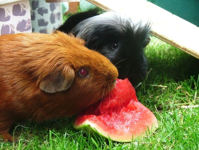 Ladyandthetramp.jpg