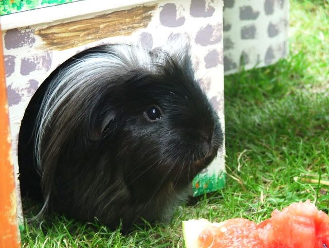 Tabithacontemplatingwatermelon.jpg