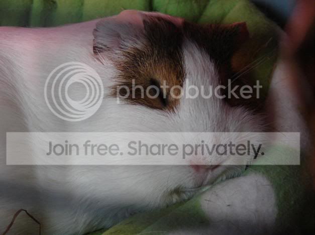 SleepyPiggieFirstPlace.jpg